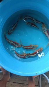 JAPAN KOI SHUSUI 24-28cm from YAMAJYU FARM value at 588 per koi + shipping 50
