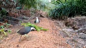 Jerat Racik Gantung Burung Ruak Ruak 4 Ikat 84 Mata Siap Pakai Teruji