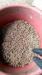 maggot fresh hidup 1kg