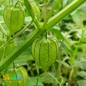 20 BUTIR BIJI BENIH CIPLUKAN HIJAU GREEN TOMATILLO ORGANIK
