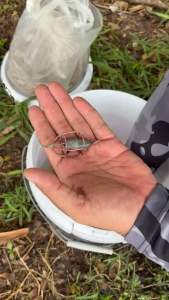 ตะกร้อตกปลา มีตะกั่วใน 10-15 กรัม ขนาด 5-6 ซม.