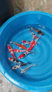 JAPAN KOI LOCAL BREED SUPER PREMIUM GRADE 6/7” sizes  12pcs COMBO OFFER AT RM1788 ONLY WITH MANY FREE GIFTS !!