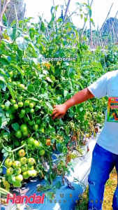 HANDAL F1 Isi 5 Gram AURA SEED Bibit Benih Tomat Tahan Virus Setara SERVO GUSTAVI Panah Merah