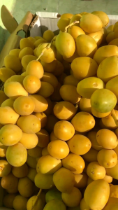 KURMA MUDA KUNING BARHEE FRESH!