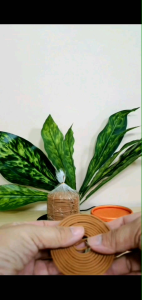 NHANG KHOANH ĐÀN HƯƠNG (48KHOANH/ HỘP) THỜI GIAN THẮP 4 TIẾNG