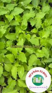 [Combo 2 Chai] Kem Chống Nắng ELBON - SPF 50 PA+++ Dưỡng Ẩm Dưỡng Trắng Nâng Tông Da
