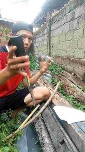 Dodos Palm King Premium 100% Tajam