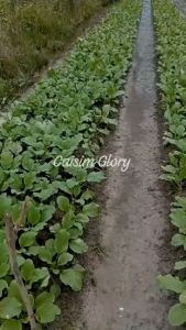 ISI 25GR BENIH CAISIM SAWI MANIS GLORY - BIBIT CAISIM BIBIT SAWI