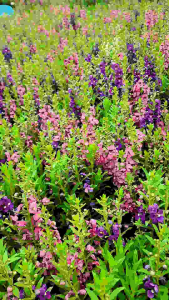 Forget-me-Not ฟอร์เก็ตมีน็อต ดอกสวยงามต้นแข็งแรง