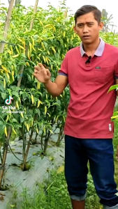 COD√ benih Cabe Rawit BETARUS Tahan Virus 10gr