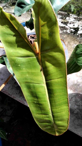 ต้นกานส้ม ไม้ประดับ ก้านแข็งแรง ส่งแบบห่อราก