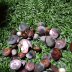 Set 5 Biji Kol Buntet Coklat: Informasi dan Manfaat