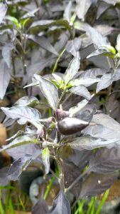 Bibit Tanaman Hias Lombok Ungu: Tanaman Langka & Cantik untuk Rumah Anda