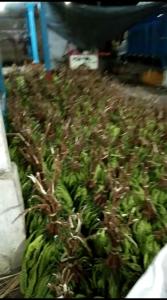 Pete Segar Isi 10 Papan: Manfaat dan Cara Menggunakannya