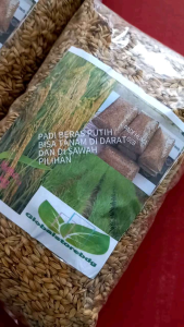 Bibit Padi Beras Putih Bisa Tanam Sawah Darat 1 Kg