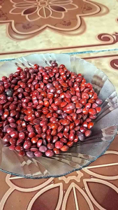 700 BENIH BIJI SAGA MERAH SUPER