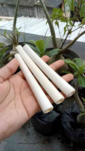 once pipa klokotan tulang sapi model bulat enak dan gurih A31