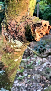 ant poison 5 minutes