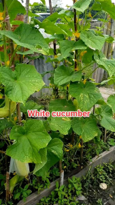 BENIH MENTIMUN PUTIH ROKET SUPER UNGGUL daya kecambah kuat buah lebat