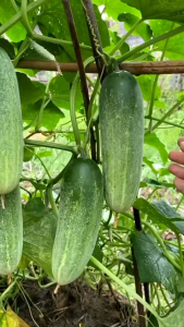 SUPER BENIH MENTIMUN HIJAU UNGGUL PILIHAN BERKUALITAS