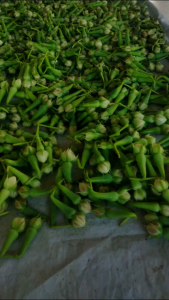 เมล็ดพันธุ์ ถั่วกาหยี ตรงปก ริวิว (มีแถมทุกออเดอร์)