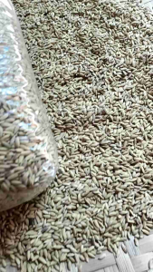 Jual Benih Padi Merah SEGON Original Padi Beras Merah 500 Gram