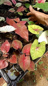 Paket Keladi Ekonomis 7 Plant 100k Caladium Hybrid