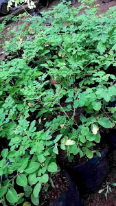 Bibit Pohon daun kelor/tanaman herbal bibit pohon kelor