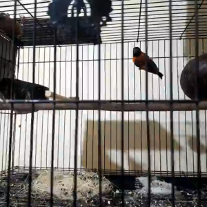 Pakan Red Siskin Formula Ternak RS4-1 Excor - 500gr