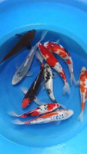 Japan koi import 25-26cm from Marusei & Marudo Farm  9pcs COMBO at RM3998