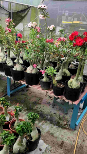 Adenium Kemboja Bonsai ID 805/富贵花