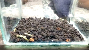 MOSHURA BLUE BOLT SHRIMP - PAKET UDANG HIAS AQUARIUM AQUASCAPE - UDANG HIAS AIR TAWAR- PEMBERSIH AQUARIUM AQUASCAPE - HIASAN AQUARIUM AQUASCAPE