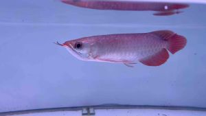 SuperRed Arowana 6 inch 有晶片证书