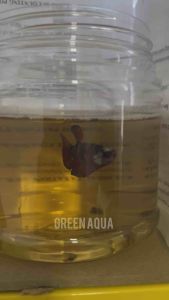 100% Indian Almond Leaves 🍃 ORI PEKAT PATI KETAPANG - @ betta @ channa @ arowana @ blackwater