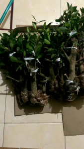 Bahan bonsai kimeng pugagan