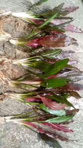 ecinodorus red special tanaman aquascape per 1 batang/pohon