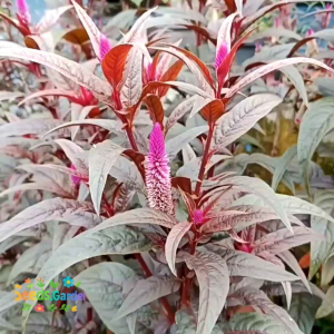 50 BUTIR BIJI/BENIH TANAMAN BUNGA CELOSIA ARGENTEA