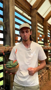 GASTERIA GLOMERATA - SUKULENT LIDAH SAPI - TANAMAN HIAS - HIASAN RUANGAN