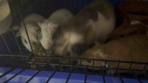 ต้นดอกบานไม่รู้โรยป่าอบแห้ง(ทั้งต้น)สำหรับสัตว์เลี้ยง