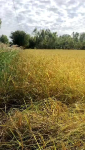 สารปรับสภาพดินแบบเม็ด palmmy ตรา เริงอรุณ แบบแบ่งบรรจุ 2 kg