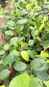 ต้นพริกไทย ชุมพร ชุด2ต้น