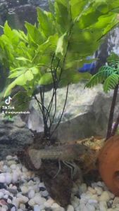 ต้นไม้น้ำใส่ตู้ปลา เฟิร์นก้านดำ พันขอน ใช้แล้วน้ำไม่เปลี่ยนสี เลี้ยงง่ายสีเขียวสด