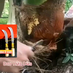 Dao rửa dừa Liềm vệ sinh dừa sắc bén lưỡi cong tiện lợi