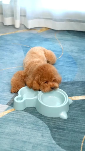 ROYAL PLATE 2IN1 PET FEEDER: Desain Tempat Makan & Minum Kucing