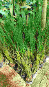 Tanaman hias Bambu air / horses tail rimbun siap tanam ( 1polybek isi 20-30 batang)