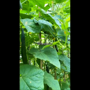 (ELDORA SEEDS) 25 BUTIR BIJI | BENIH TIMUN JEPANG KYURI | CUCUMIS SATIVUS L. F1