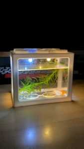 AQUARIUM MINI AKRILIK IKAN CUPANG & IKAN HIAS