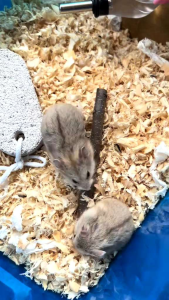 STICK KAYU APEL KUNYAH HAMSTER || 1 BUNGKUS ISI 4 STICK - PICT#1