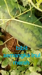 BARU VIRAL BENIH SEMANGKA MERAH INUL MERAH SUPER JUMBO benih unggul bibit semangka