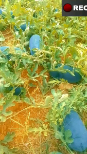 BENIH SEMANGKA INUL KUNING SUPERAN benih tanaman semangka hibrida terviral